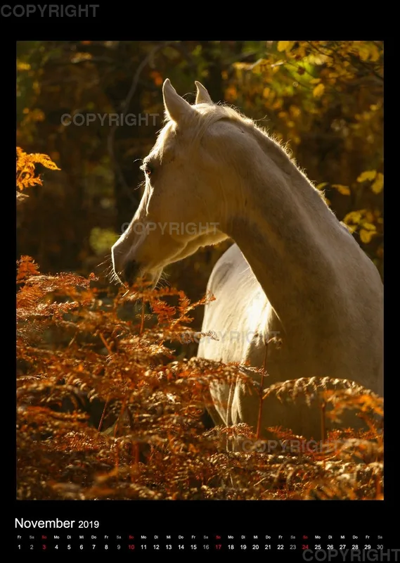 Arabian Dreams 2019 - Vol.2