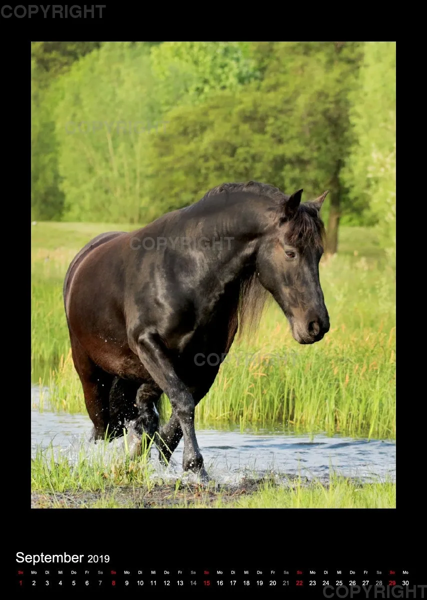 Equus et Aqua 2019 Vol.2