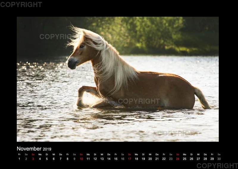 Equus et Aqua 2019 Vol.1