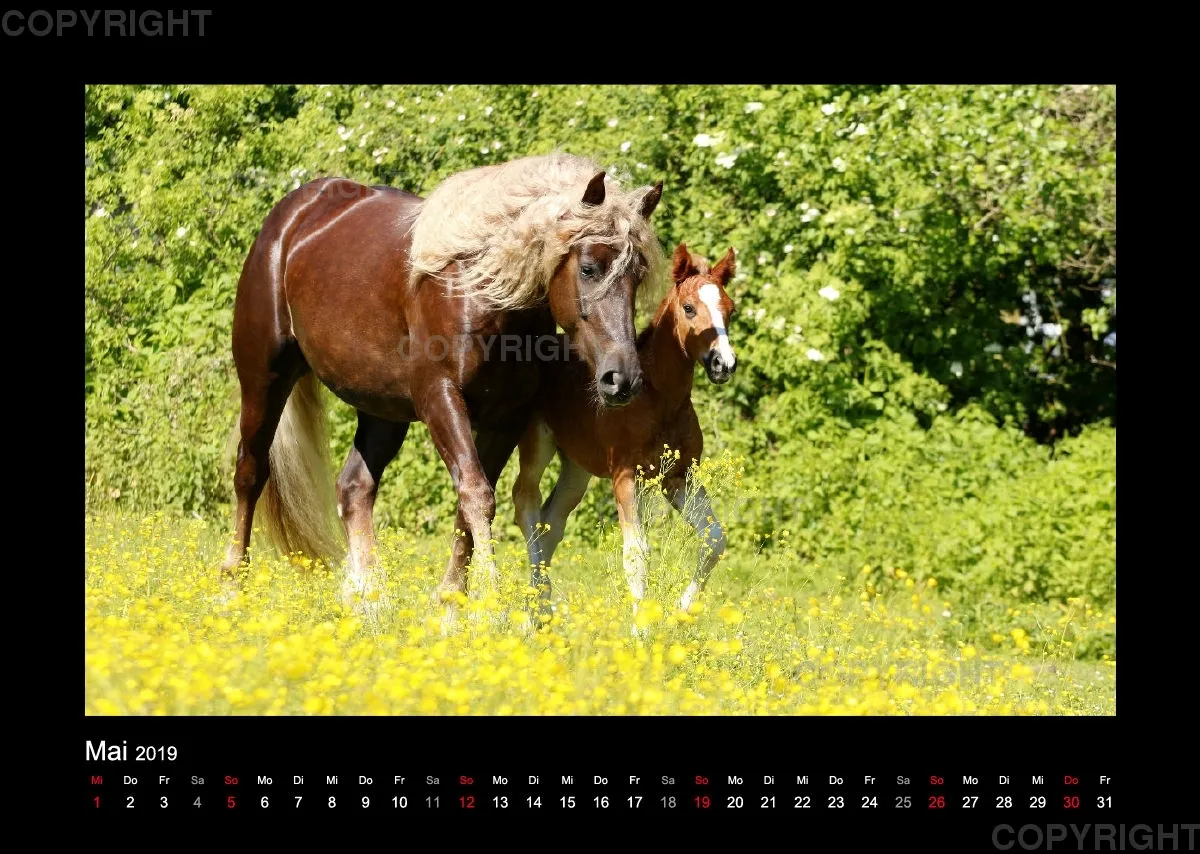 Magic Horses 2019