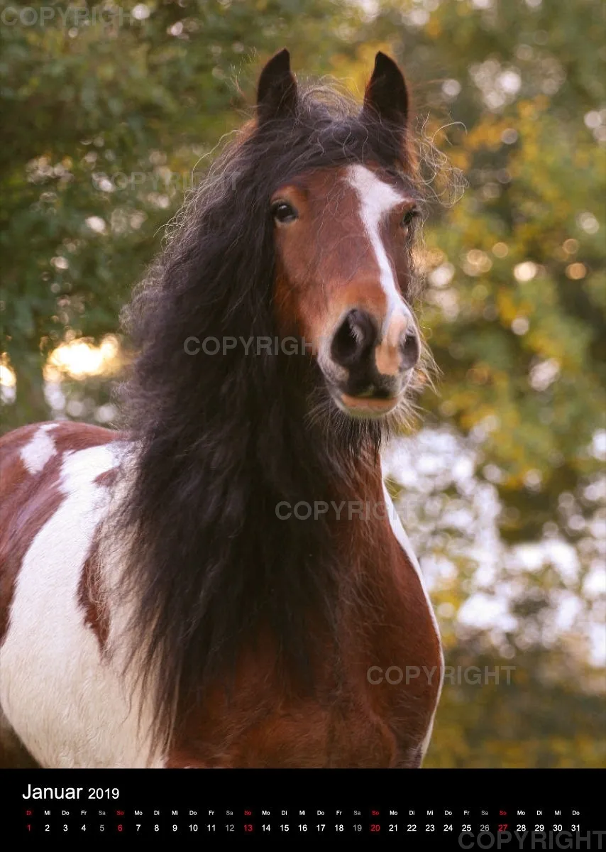 Pferde im Portrait 2019