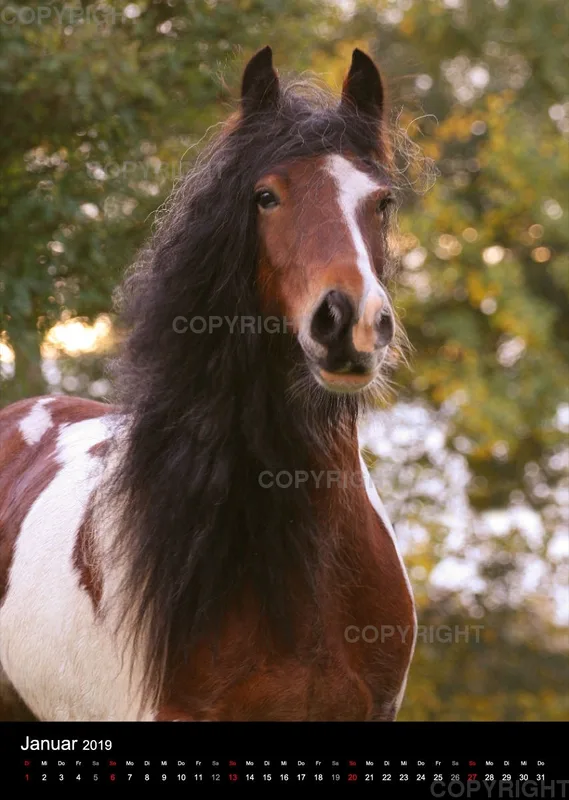 Pferde im Portrait 2019