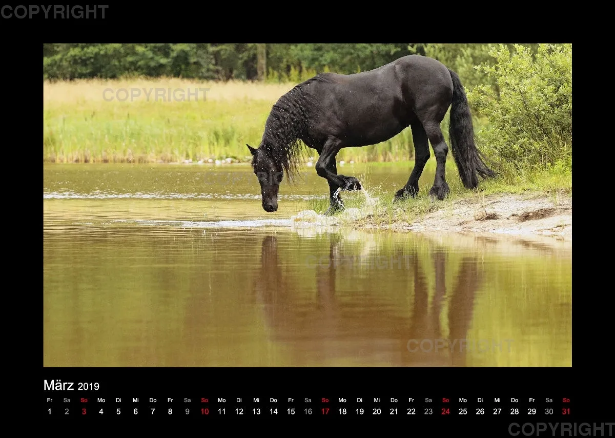 Equus et Aqua 2019 Vol.1