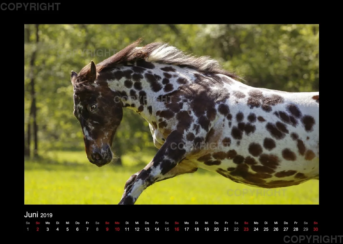 Magic Horses 2019