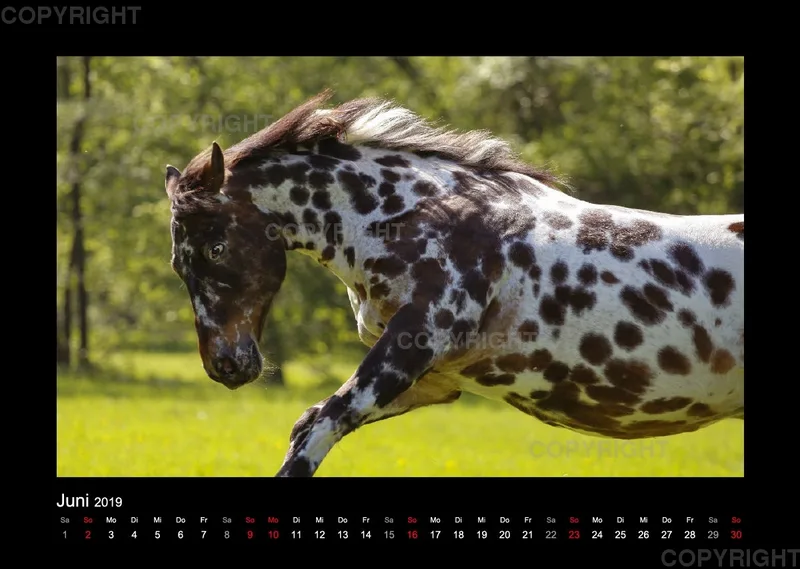 Magic Horses 2019