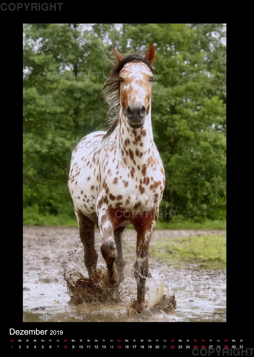Equus et Aqua 2019 Vol.2