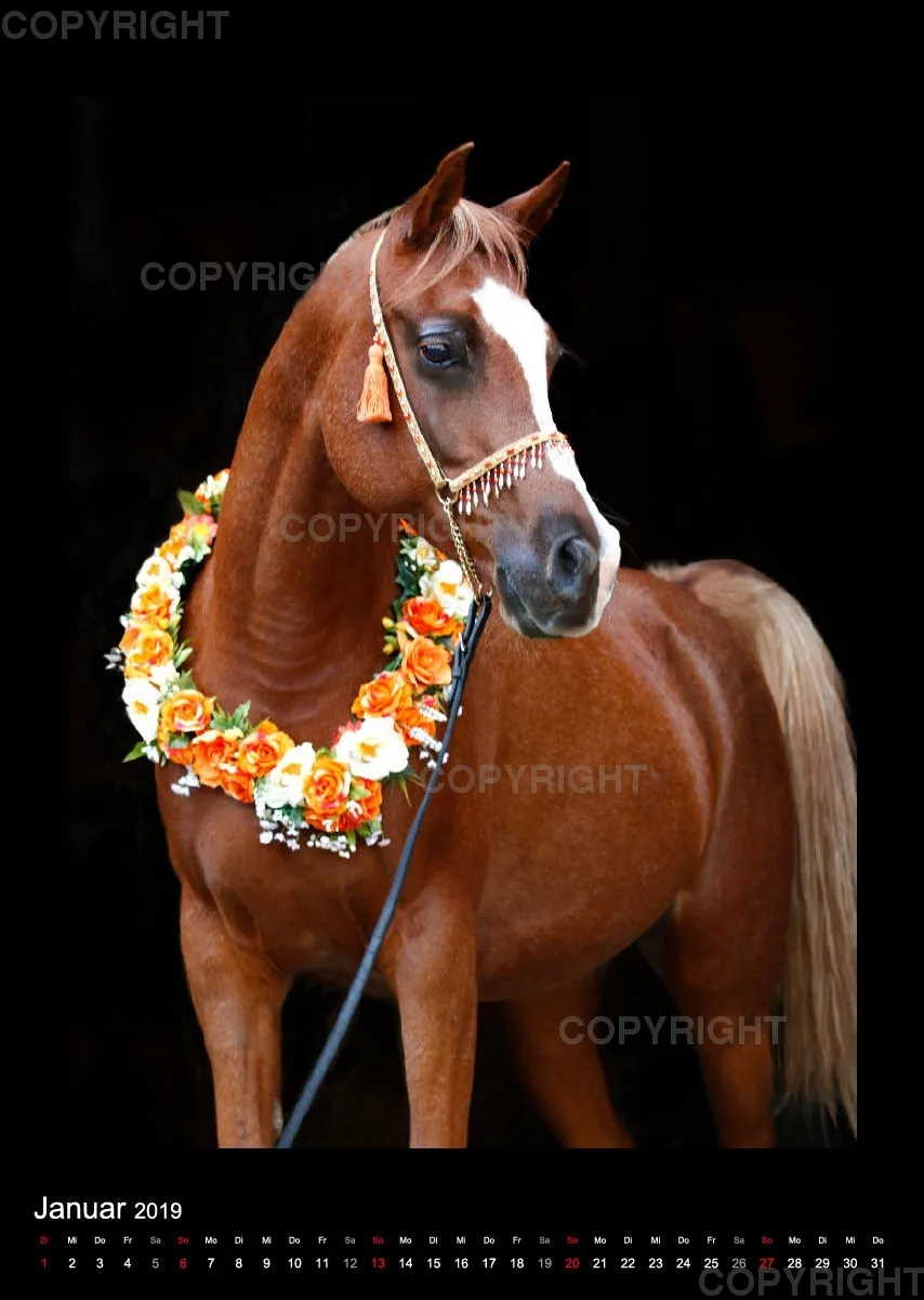 Equine Jewels 2019