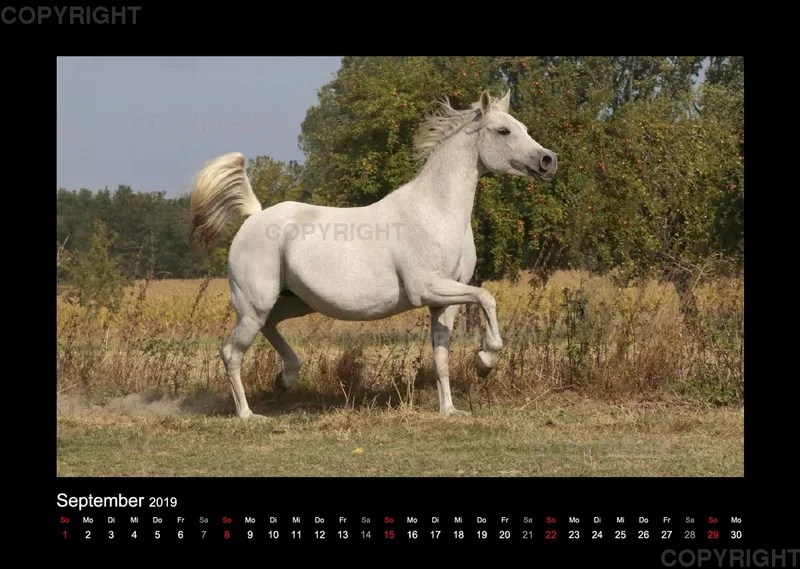 Magic Horses 2019