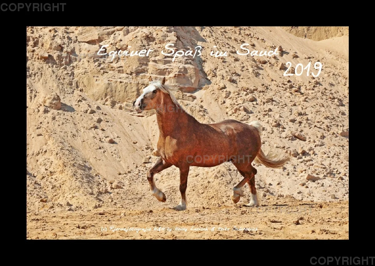 Equiner Spaß im Sand 2019