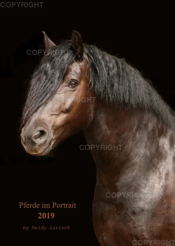 Pferde im Portrait 2019