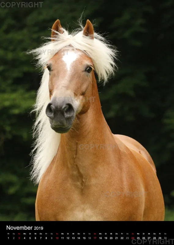 Pferde im Portrait 2019