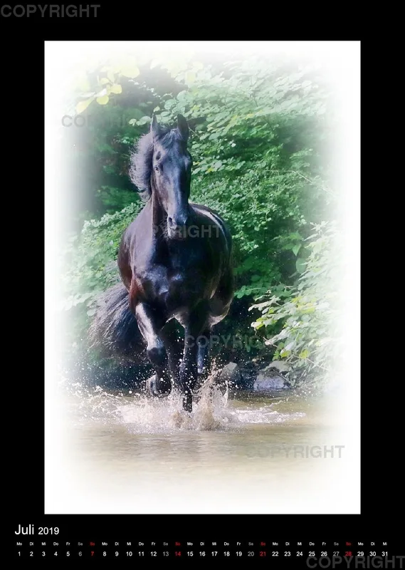 Equus et Aqua 2019 Vol.2
