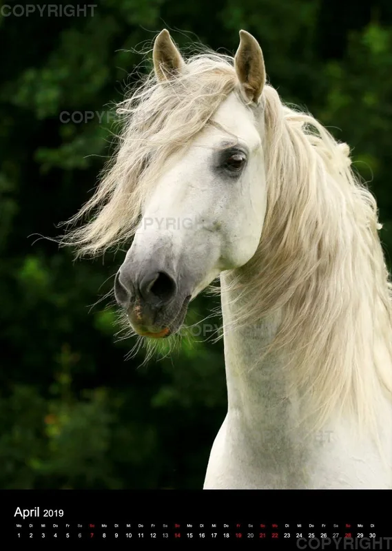 Pferde im Portrait 2019