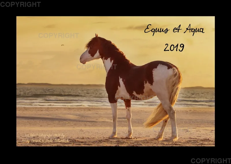 Equus et Aqua 2019 Vol.1