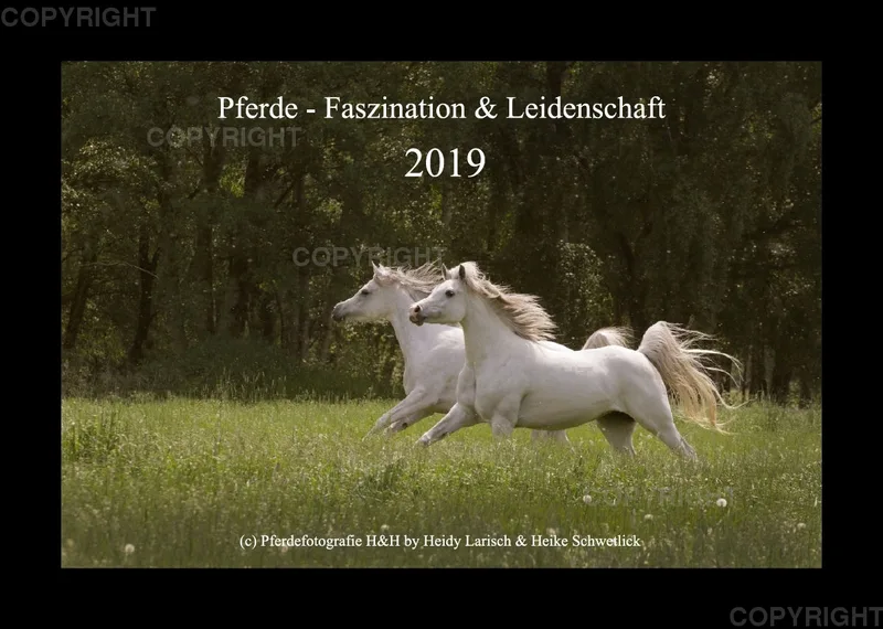Pferde-Faszination & Leidenschaft 2019