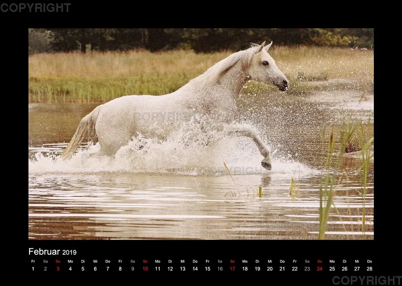 Equus et Aqua 2019 Vol.1