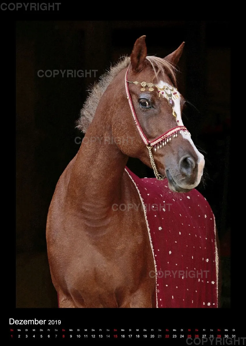 Arabian Dreams 2019 - Vol.2