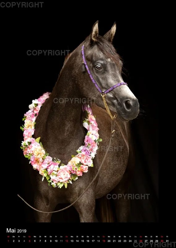 Equine Jewels 2019