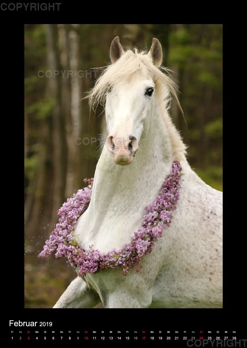Equine Jewels 2019