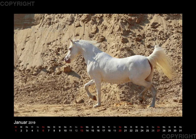 Equiner Spaß im Sand 2019
