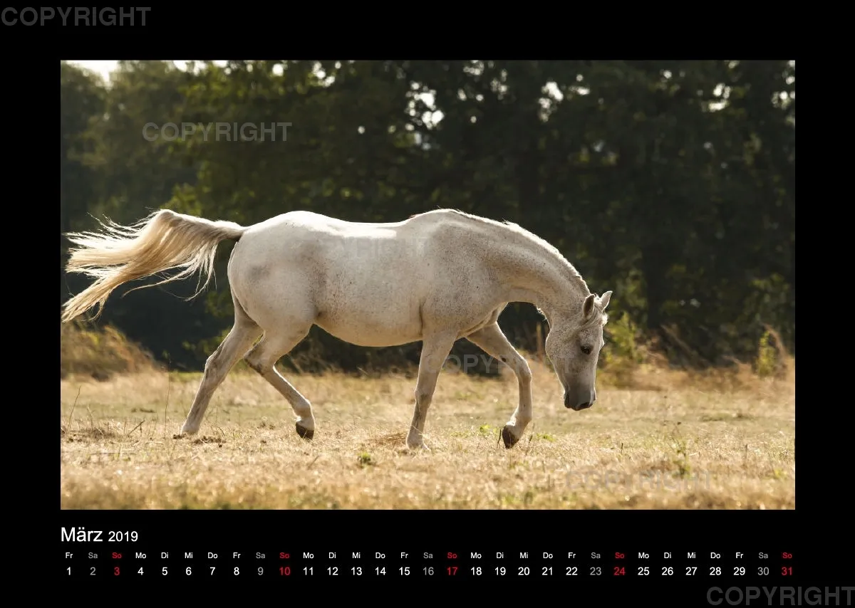 Magic Horses 2019