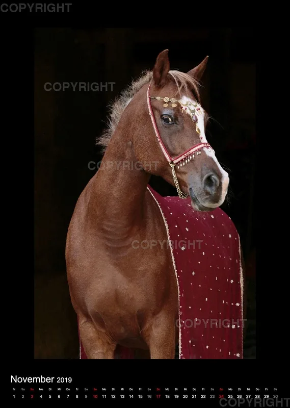 Equine Jewels 2019