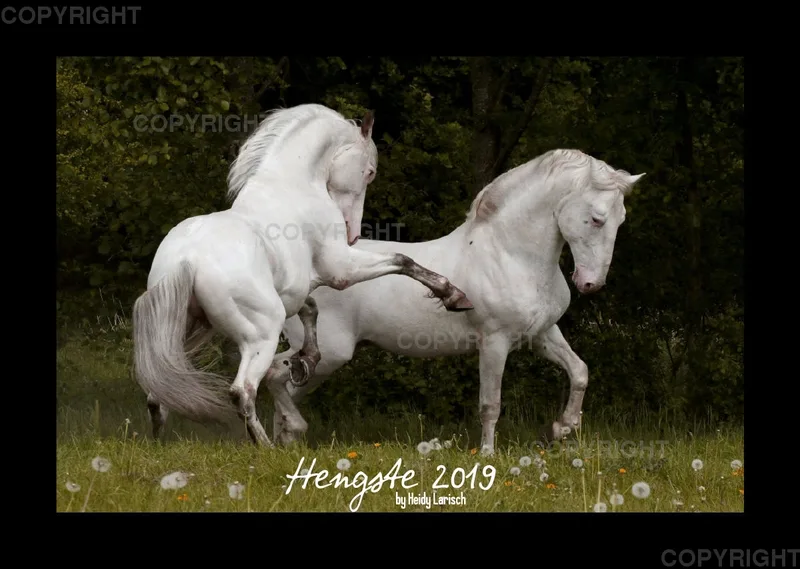 Hengste 2019