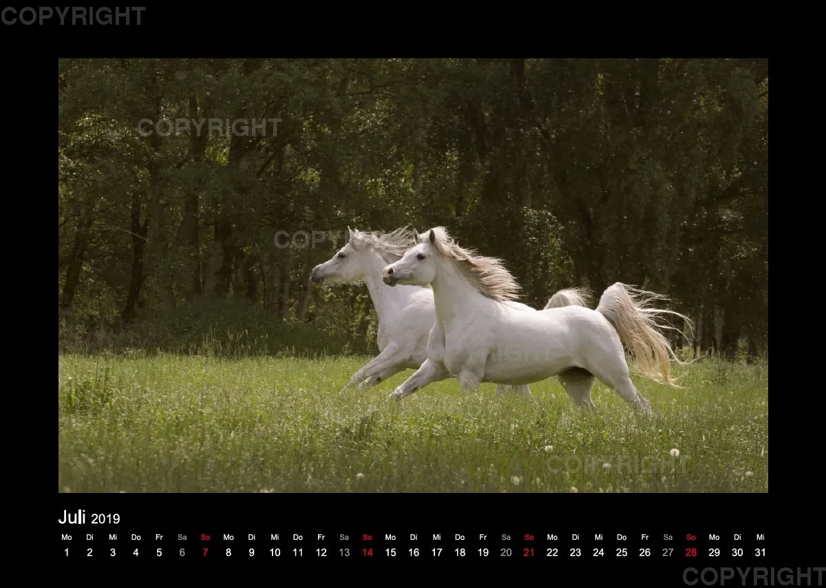 Arabian Dreams 2019 - Vol.1