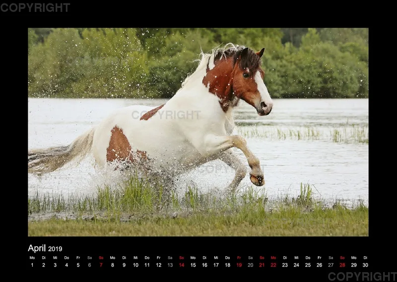 Equus et Aqua 2019 Vol.1