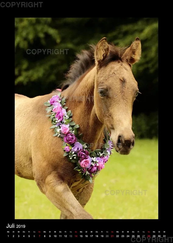 Equine Jewels 2019