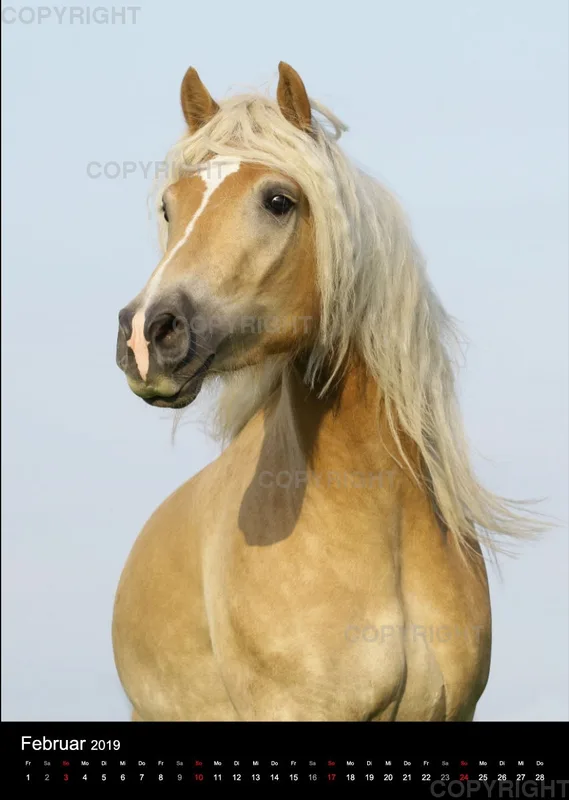 Pferde im Portrait 2019