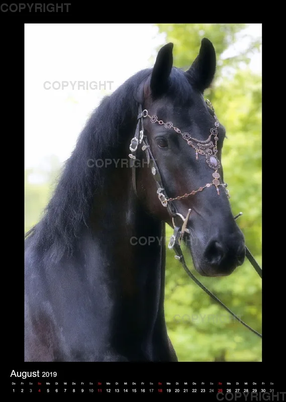 Equine Jewels 2019