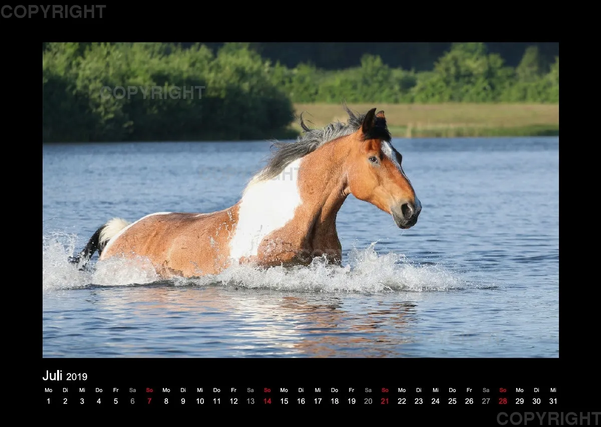 Equus et Aqua 2019 Vol.1