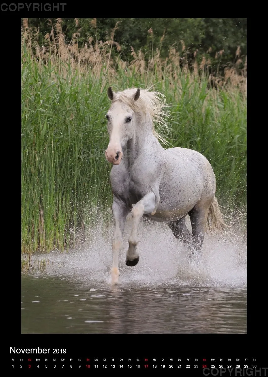 Equus et Aqua 2019 Vol.2