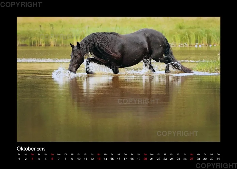 Equus et Aqua 2019 Vol.1