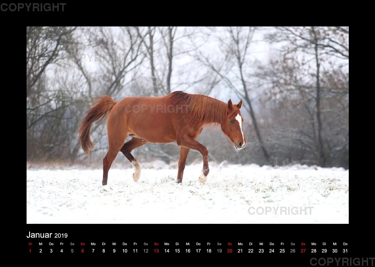 Magic Horses 2019