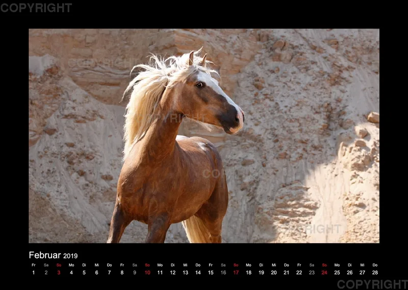 Equiner Spaß im Sand 2019