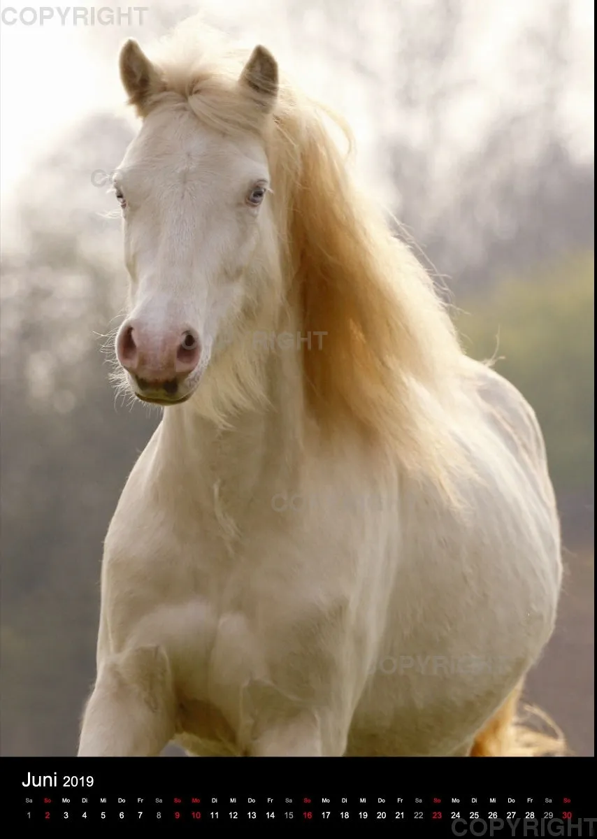Pferde im Portrait 2019
