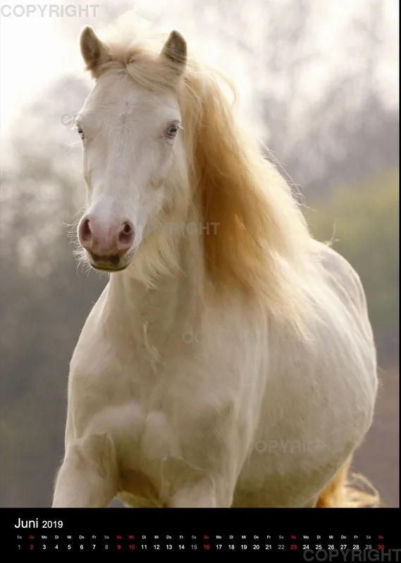 Pferde im Portrait 2019