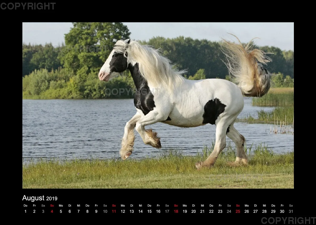 Equus et Aqua 2019 Vol.1