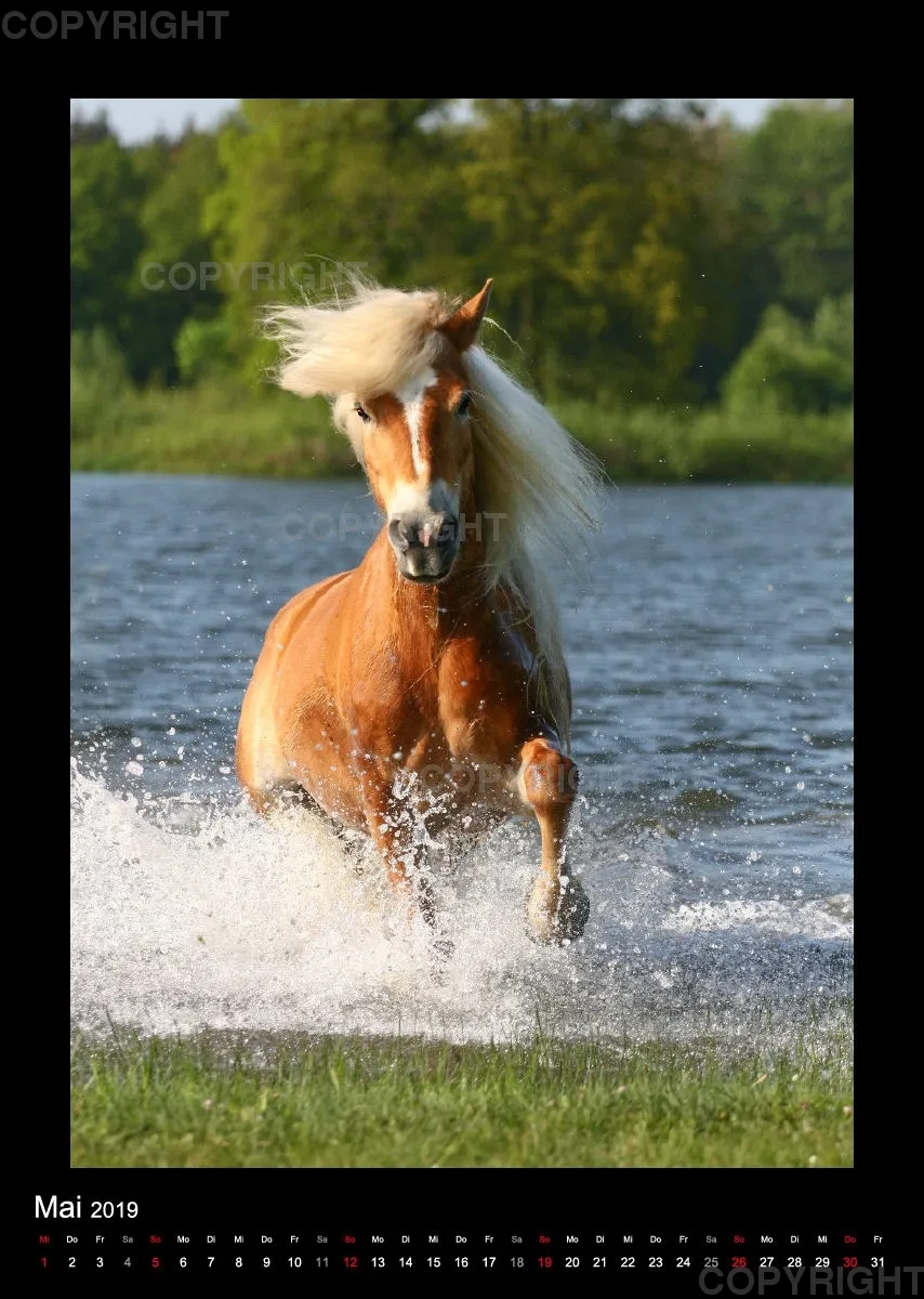 Equus et Aqua 2019 Vol.2