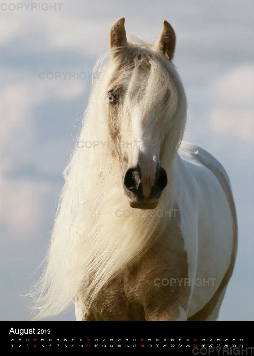 Pferde im Portrait 2019