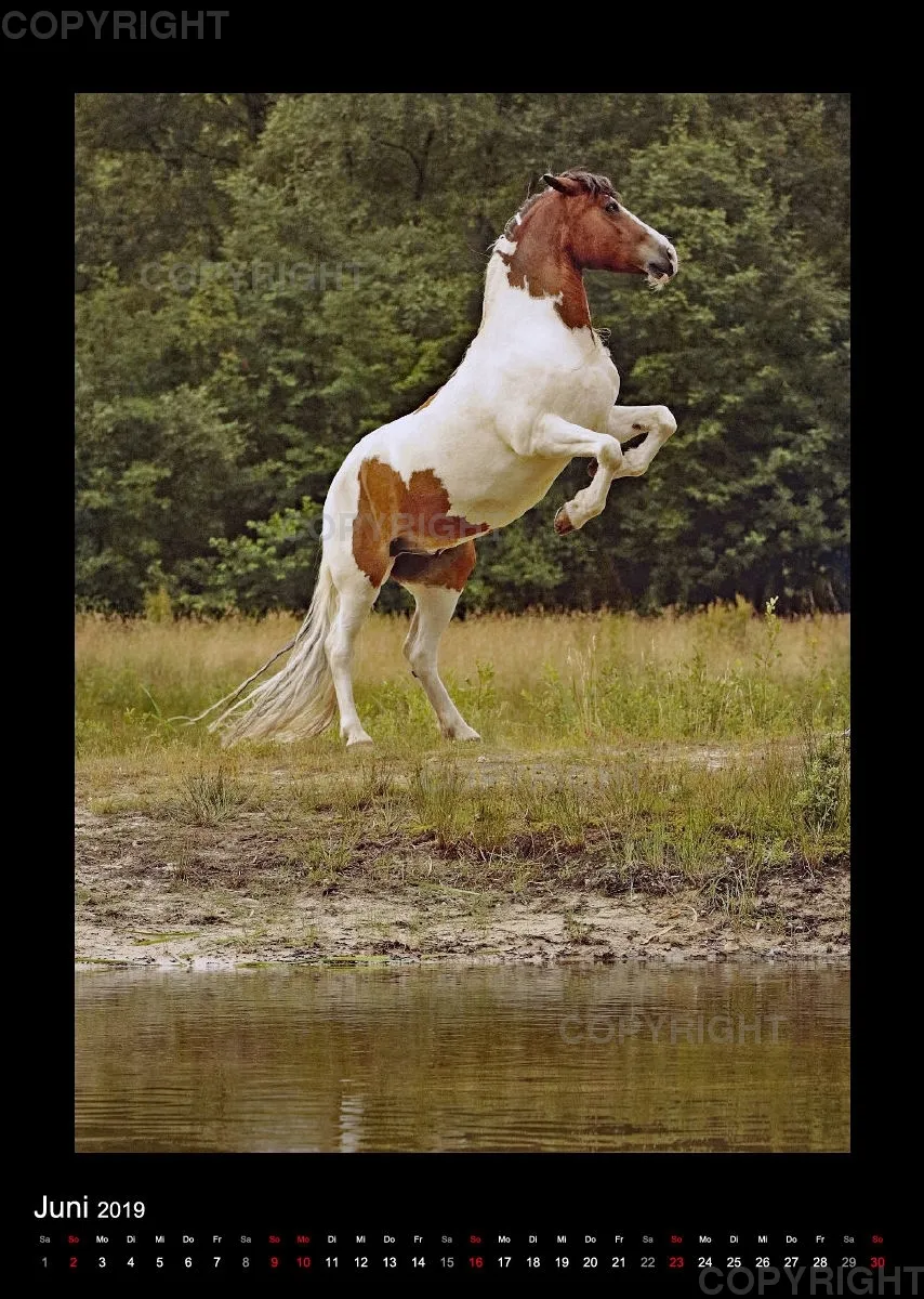 Equus et Aqua 2019 Vol.2
