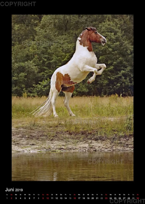 Equus et Aqua 2019 Vol.2