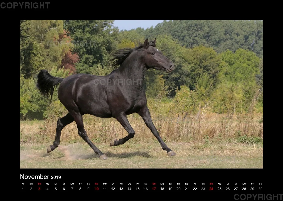 Magic Horses 2019