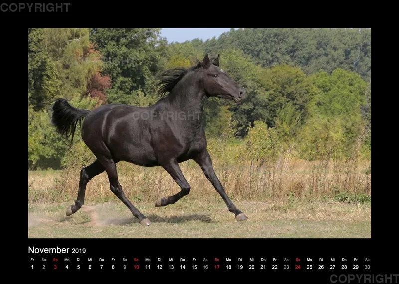 Magic Horses 2019