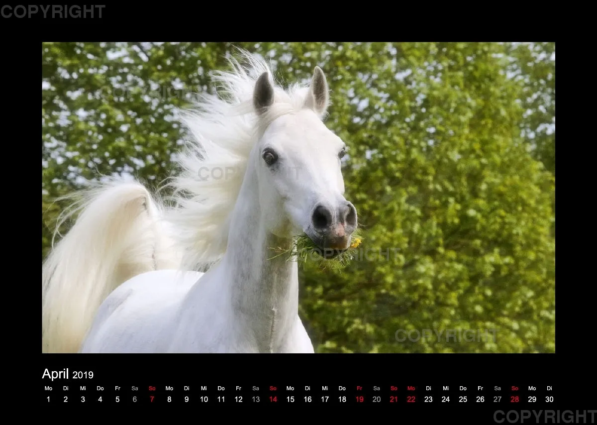 Arabian Dreams 2019 - Vol.1