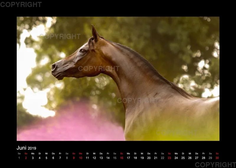 Arabian Dreams 2019 - Vol.1
