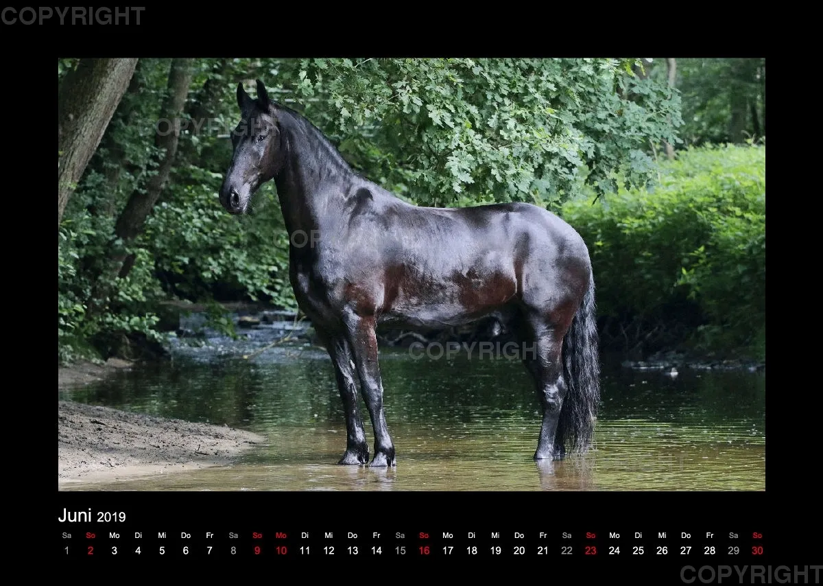 Equus et Aqua 2019 Vol.1