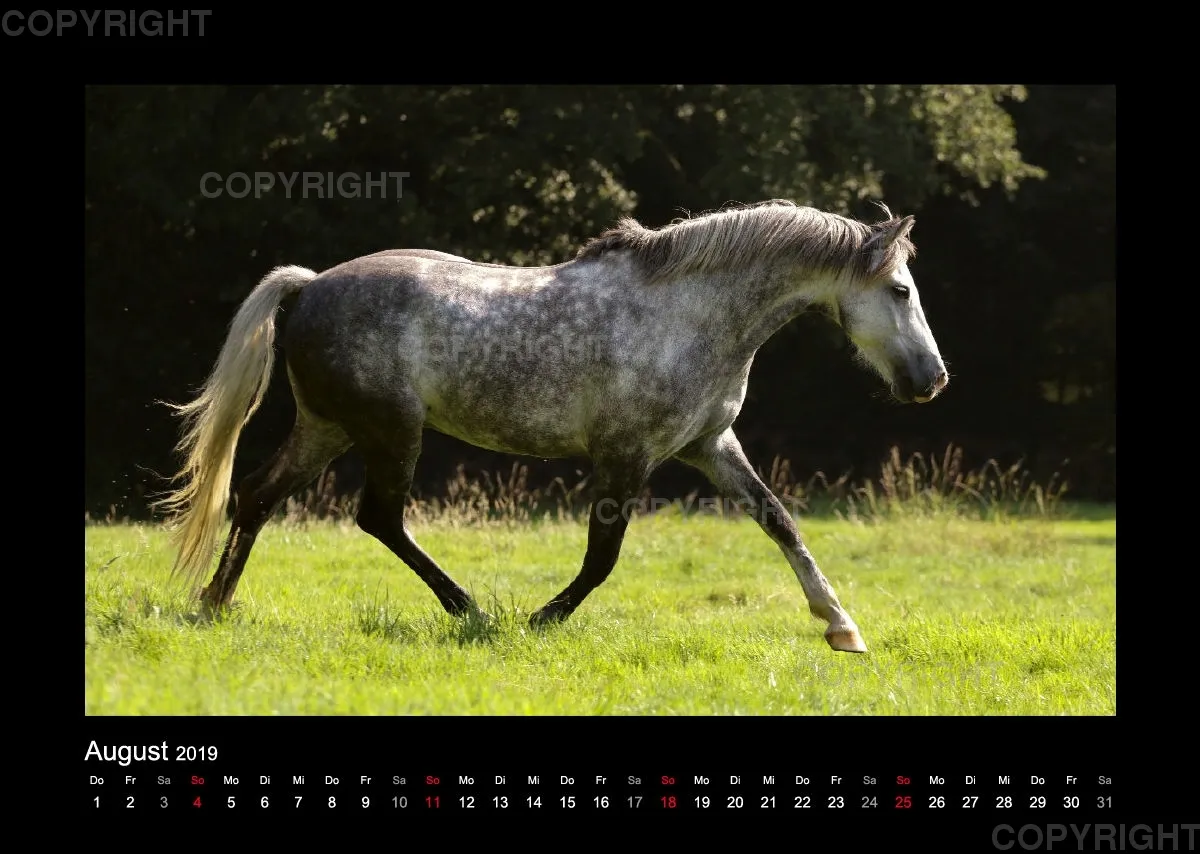 Magic Horses 2019